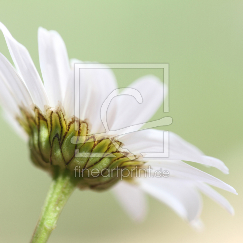 frei w&auml;hlbarer Bildausschnitt f&uuml;r Ihr Bild auf Tischdecke