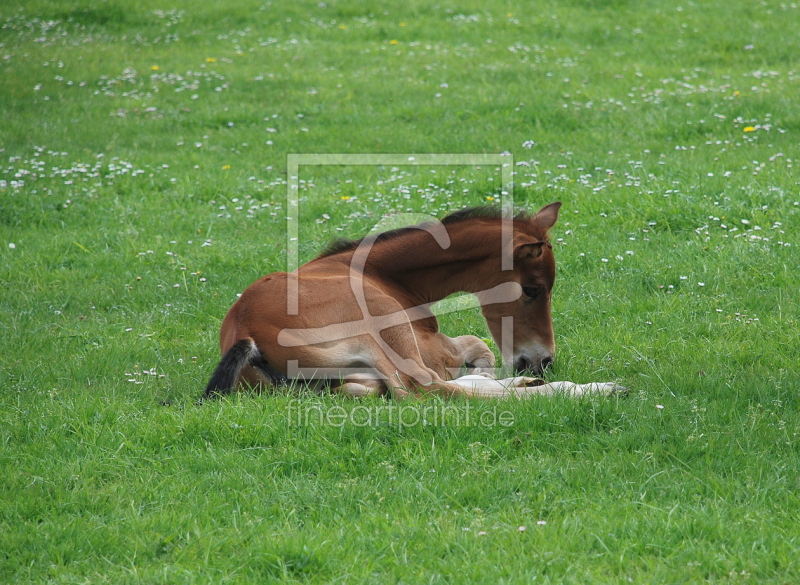 frei wählbarer Bildausschnitt für Ihr Bild auf Tischdecke