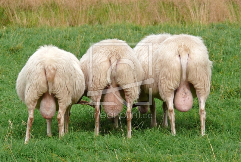 frei wählbarer Bildausschnitt für Ihr Bild auf Tischdecke