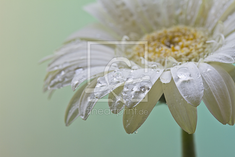 frei w&auml;hlbarer Bildausschnitt f&uuml;r Ihr Bild auf Tischdecke