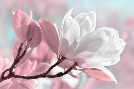 Bild-Nr: 12910265 Magnolie Erstellt von: Atteloi