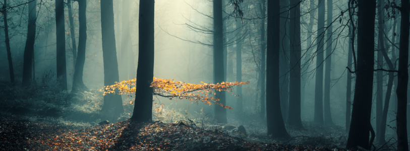 Bild-Nr: 12916941 Gelbe Blätter auf einem Ast mit hohem Kontrast Erstellt von: Smileus