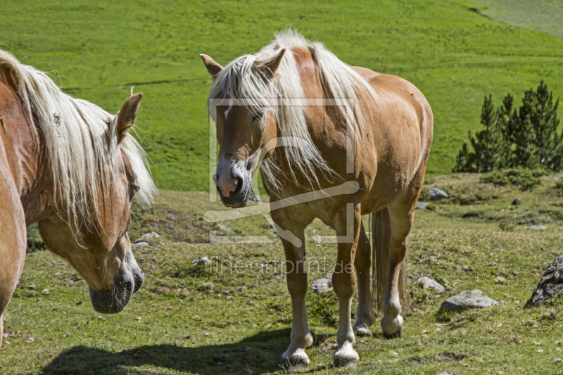 frei wählbarer Bildausschnitt für Ihr Bild auf Tragetasche