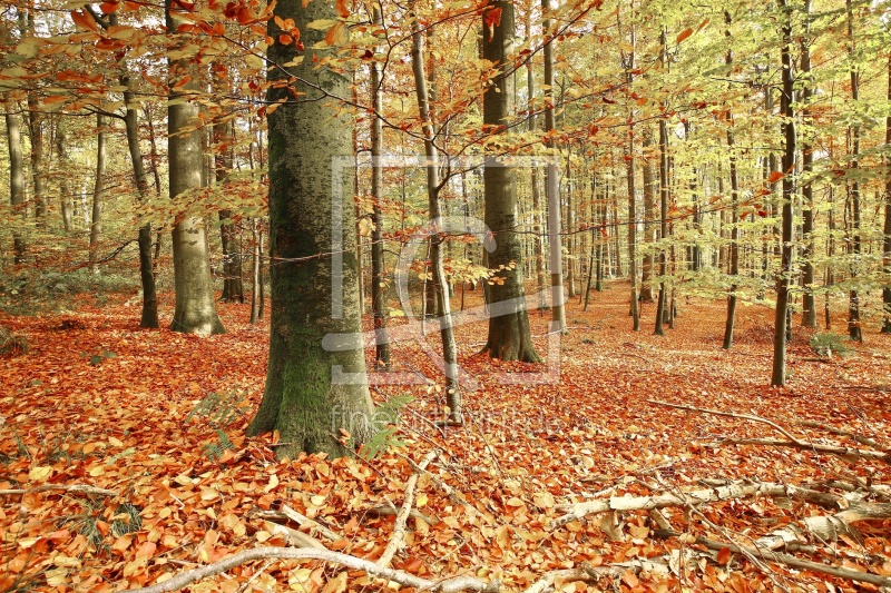 frei wählbarer Bildausschnitt für Ihr Bild auf Tragetasche