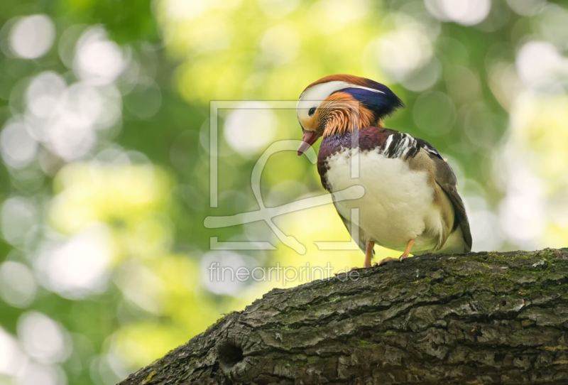 frei wählbarer Bildausschnitt für Ihr Bild auf Tragetasche