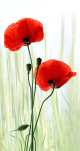 Bild-Nr: 10593413 Mohnblumen Erstellt von: Atteloi