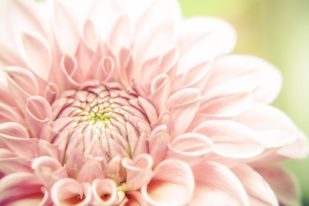 Bild-Nr: 10721861 Dahlie Erstellt von: martend