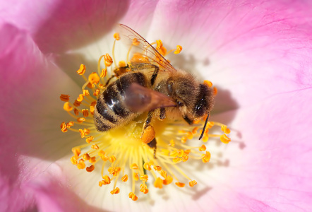 Bild-Nr: 10949003 Honey Erstellt von: youhaveadream