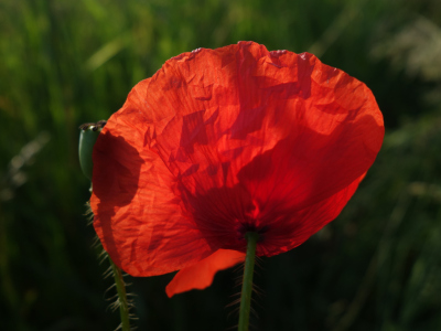 Bild-Nr: 11514326 Mohn Erstellt von: LiaF