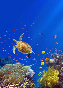 Bild-Nr: 11559970 Sealife Hochformat Erstellt von: Tina Melz