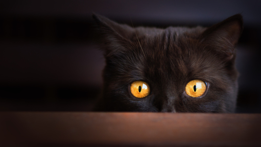 Bild-Nr: 11698102 i can see you Erstellt von: Wabi-Sabi-Katzenfotografie