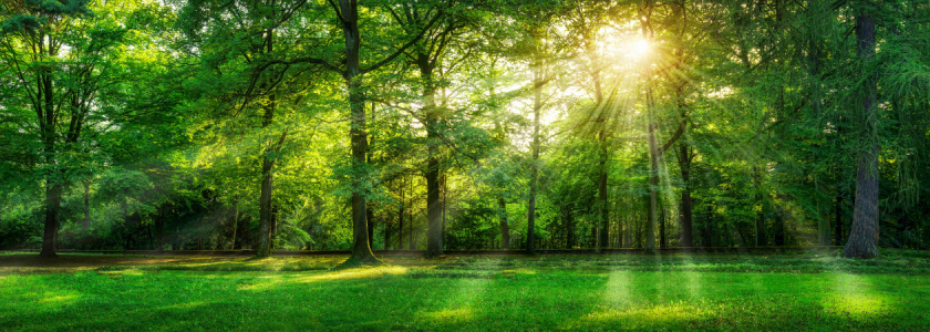 Bild-Nr: 11765558 Wald Panorama im Sommer Erstellt von: eyetronic