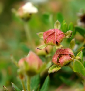 Bild-Nr: 11914419 Origami Erstellt von: MoNoir