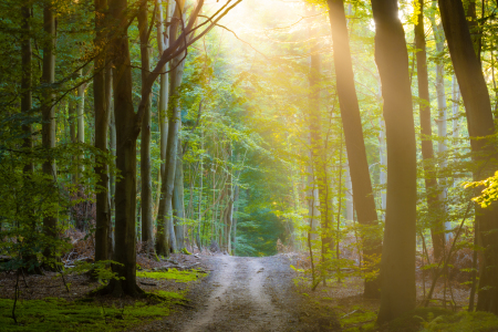 Bild-Nr: 12632369 Waldweg im Licht Erstellt von: Martin Martin Wasilewski