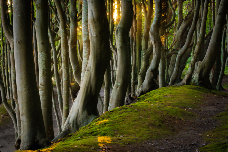 Bild-Nr: 12632393 Herbstlicht im Küstenwald Erstellt von: Martin Martin Wasilewski