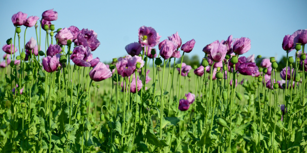 Bild-Nr: 12731413 Schlafmohn Erstellt von: Bettina Schnittert