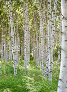 Bild-Nr: 12734846 Birkenwald Erstellt von: Gregor Handy