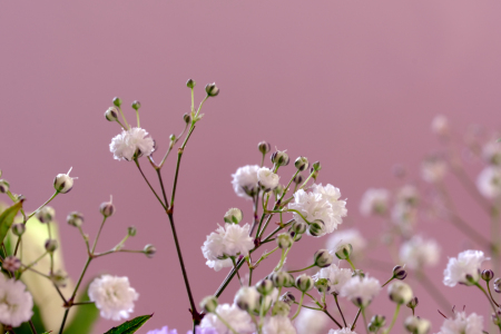 Bild-Nr: 12736289 Schleierkraut  Erstellt von: Gerhard Albicker