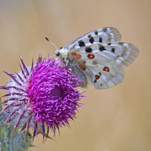Bild-Nr: 12736827 Apollofalter Erstellt von: GUGIGEI