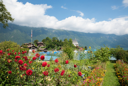 Bild-Nr: 12815826 Iseltwald Berner Oberland Erstellt von: SusaZoom
