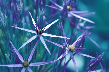 Bild-Nr: 12838607 Sternblüte Erstellt von: Atteloi