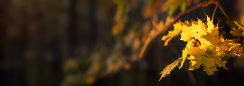 Bild-Nr: 12843728 Gelbe Herbstblätter auf dunklem Hintergrund  Erstellt von: Smileus