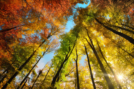 Bild-Nr: 12844383 Blätterdach hoher Bäume in Herbstfarben Erstellt von: Smileus