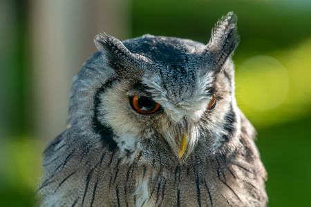 Bild-Nr: 12851580 Aufmerksame Weißgesichtseule Erstellt von: volker heide