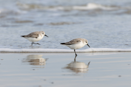 Bild-Nr: 12883945 Sanderlinge Erstellt von: DirkR