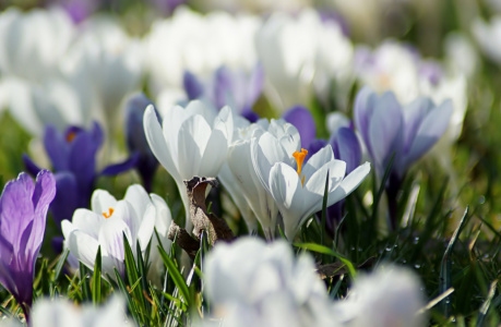 Bild-Nr: 12884097 Wiesenakzente Erstellt von: youhaveadream