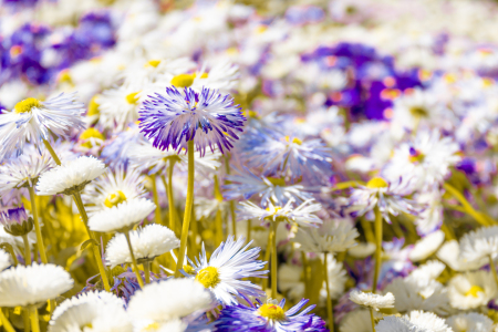 Bild-Nr: 12891223 Bellis Perennis - Gänseblümchen Erstellt von: Sandra Höfer