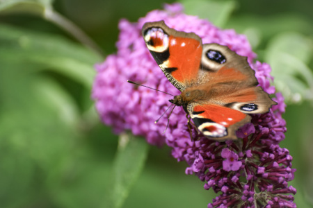 Bild-Nr: 12900526 Schmetterlingsgruß Erstellt von: PhotoMah