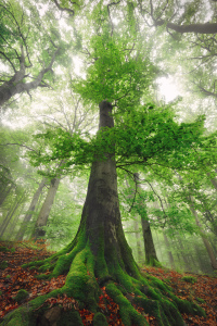 Bild-Nr: 12902711 Majestätische hohe Buche im nebligen Wald Erstellt von: Smileus