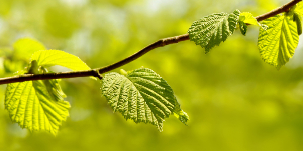 Bild-Nr: 12905434 Frühlingsgrün Erstellt von: Atteloi