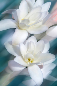 Bild-Nr: 12908993 Magnolie Erstellt von: Atteloi