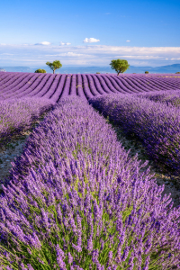 Bild-Nr: 12910051 Lavendelblüte in der Provence Erstellt von: Achim Thomae