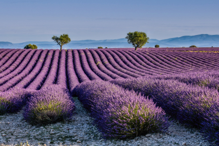 Bild-Nr: 12910054 Lavendelblüte in der Provence Erstellt von: Achim Thomae