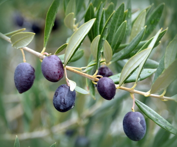 Bild-Nr: 12915297 Oliven Erstellt von: GUGIGEI