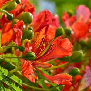 Bild-Nr: 12916646 Flammenbaum Erstellt von: Atteloi