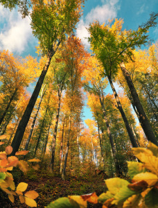 Bild-Nr: 12916944 Herbstliches Vertikalpanorama mit bunter Baumkrone Erstellt von: Smileus