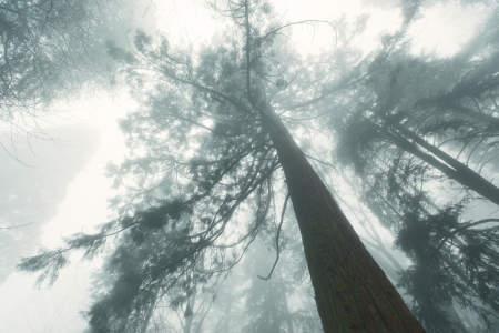 Bild-Nr: 12928810 Redwood Baum im Nebel bei kühlen Winterlicht Erstellt von: Smileus