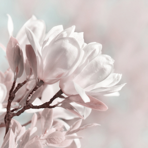 Bild-Nr: 12934998 Magnolie Erstellt von: Atteloi