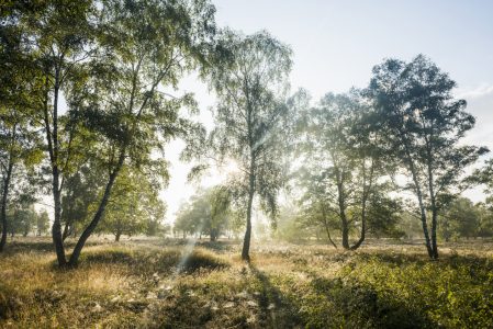 Bild-Nr: 12939001 Heide 3 Erstellt von: danielschoenen