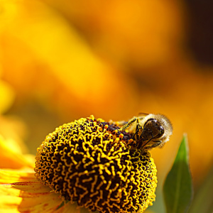 Bild-Nr: 12837527 Honey Erstellt von: youhaveadream