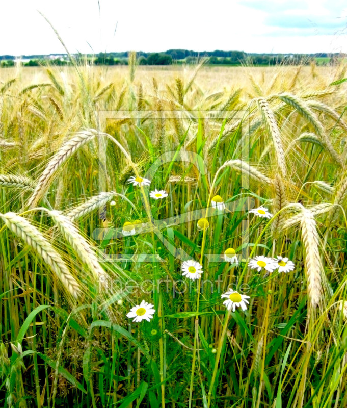 frei wählbarer Bildausschnitt für Ihr Bild auf Türfolie