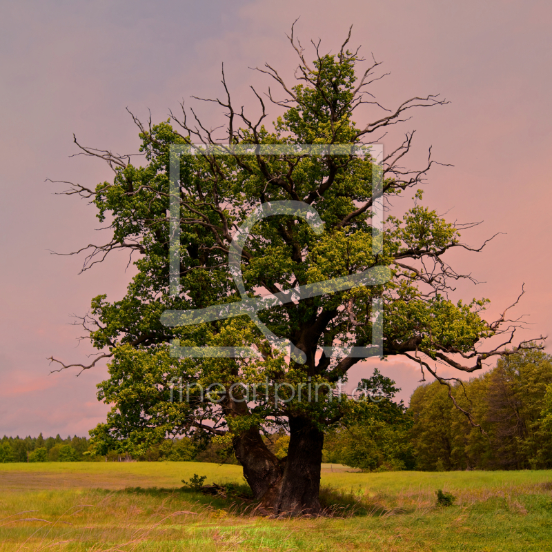 frei wählbarer Bildausschnitt für Ihr Bild auf Türfolie