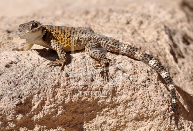 frei wählbarer Bildausschnitt für Ihr Bild auf Türfolie