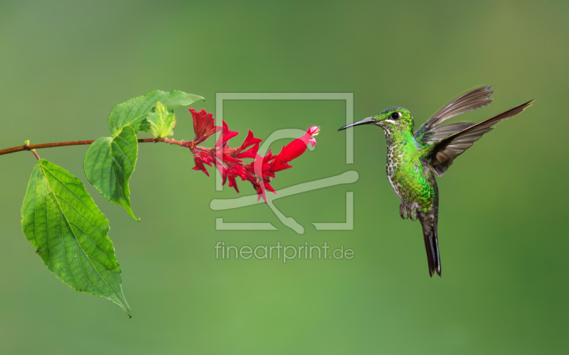 frei wählbarer Bildausschnitt für Ihr Bild auf Türfolie