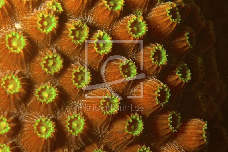 frei wählbarer Bildausschnitt für Ihr Bild auf Türfolie