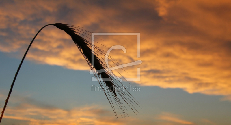 frei wählbarer Bildausschnitt für Ihr Bild auf Türfolie